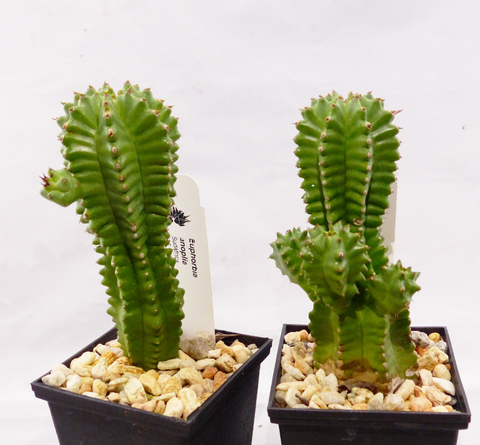 Euphorbia anoplia