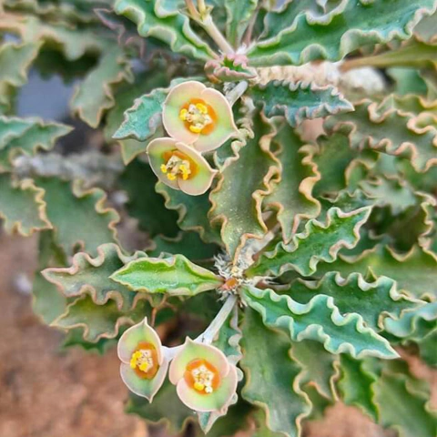 Euphorbia capsaintmariensis