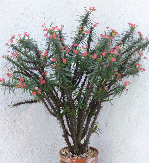 Euphorbia 'G&G'