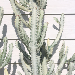 Euphorbia lactea 'White Ghost'