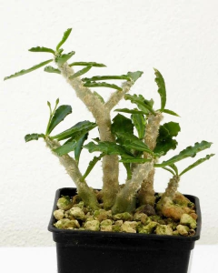 Euphorbia capsaintmariensis - comprar en línea