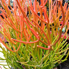 Euphorbia tirucalli 'Firesticks'