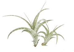 Tillandsia flexuosa en internet