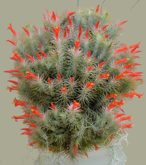 Tillandsia funckiana