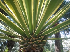 Furcraea aff. foetida variegado - comprar en línea
