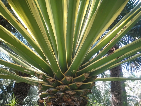 Furcraea aff. foetida variegado