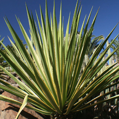 Furcraea aff. foetida variegado