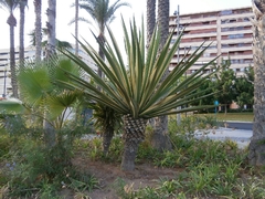 Furcraea aff. foetida variegado - Suculentas Dzityá