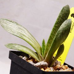 Gasteria sp. variegada