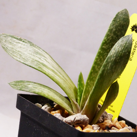 Gasteria sp. variegada