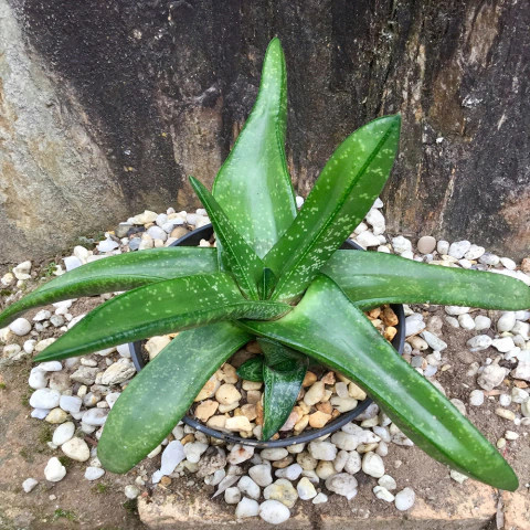 Gasteria tukhelensis