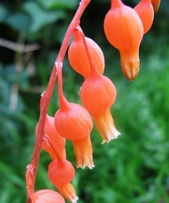 Gasteria glomerata - comprar en línea
