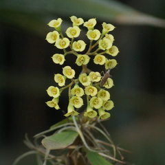 Euphorbia genoudiana