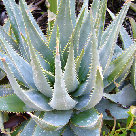 Aloe glauca