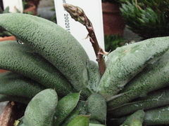 Gasteria glomerata - Suculentas Dzityá