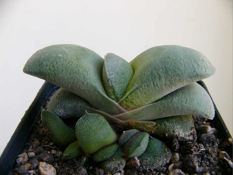 Gasteria glomerata - comprar en línea
