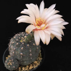 Gymnocalycium nataliae - comprar en línea