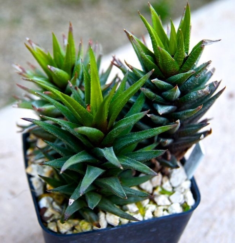 Haworthia resendeana