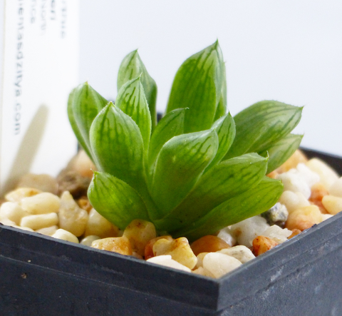 Surtido de Haworthias transparentes