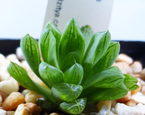 Haworthia cooperi (Aliwal North, SA)