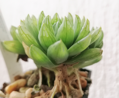 Haworthia cymbiformis incurvula