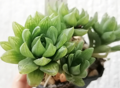 Haworthia cymbiformis incurvula en internet