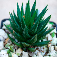 Haworthia fasciata