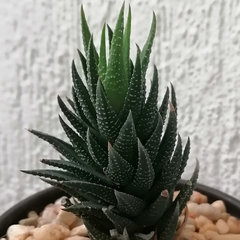 Haworthia glauca x coarctata