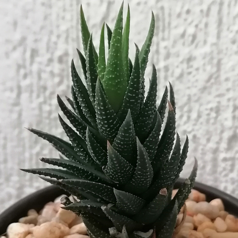 Haworthia glauca x coarctata