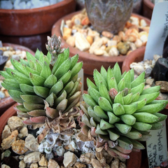 Haworthia herbacea
