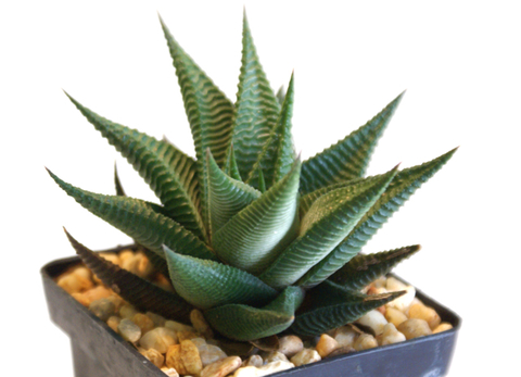 Haworthia limifolia (Delagoa Bay, SA)