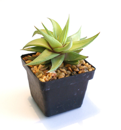 Haworthia limifolia ubomboense - comprar en línea