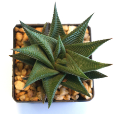 Haworthia limifolia (Delagoa Bay, SA) en internet