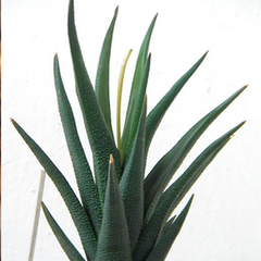 Haworthia longiana