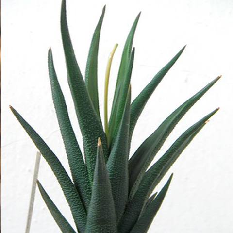 Haworthia longiana