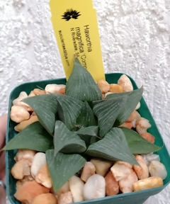 Haworthia magnifica 'Compacta' - comprar en línea