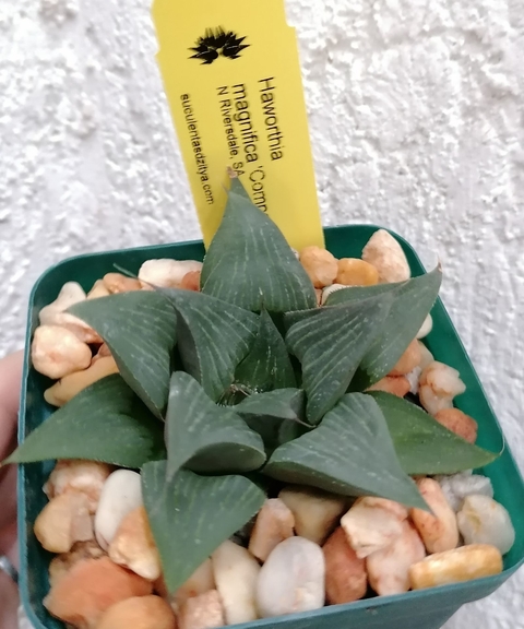 Haworthia magnifica 'Compacta'