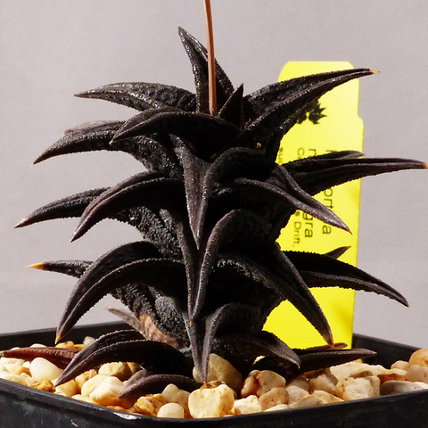 Haworthia nigra nigra (Commitee's Drift, SA)