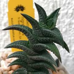 Haworthia nigra nigra (Queenstown, SA)
