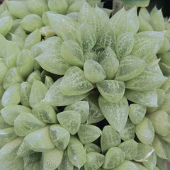Haworthia turgida suberecta fa. pallidifolia