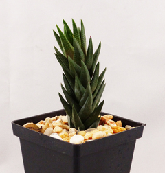 Haworthia tortuosa fa. curta - comprar en línea