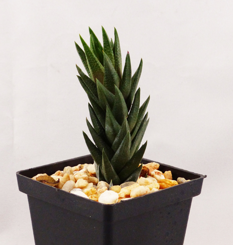Haworthia tortuosa fa. curta