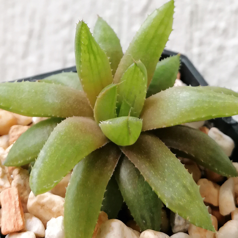 Haworthia turgida laetivirens