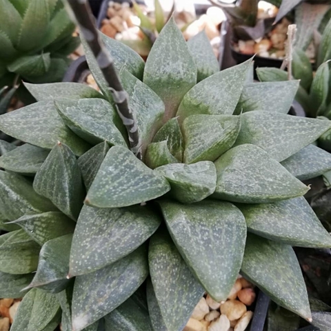 Haworthia 'Yaax Eek'