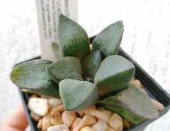 Haworthia 'Yucatán' en internet