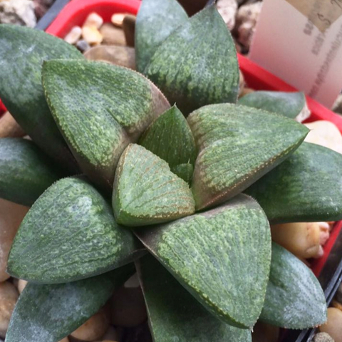 Haworthia 'Yucatán'