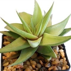 Haworthia limifolia ubomboense (10 piezas)