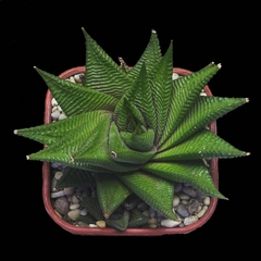 Haworthia limifolia (Delagoa Bay, SA)