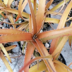Hechtia rosea