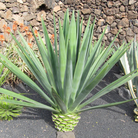 Agave fourcroydes